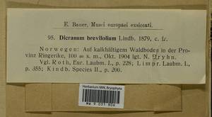 Dicranum brevifolium (Lindb.) Lindb., Bryophytes, Bryophytes - Western Europe (BEu) (Norway)