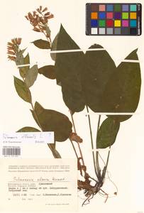 Pulmonaria officinalis L., Eastern Europe, Lower Volga region (E9) (Russia)