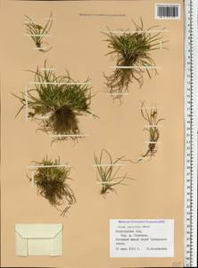 Carex oederi var. oederi, Eastern Europe, Northern region (E1) (Russia)