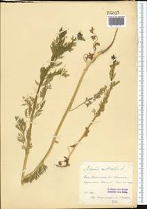 Adonis vernalis L., Middle Asia, Syr-Darian deserts & Kyzylkum (M7) (Uzbekistan)