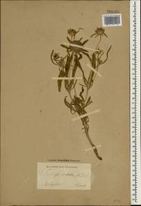 Lomelosia rotata (M. Bieb.) Greuter & Burdet, South Asia, South Asia (Asia outside ex-Soviet states and Mongolia) (ASIA) (Iran)