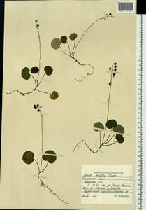 Pyrola renifolia Maxim., Siberia, Russian Far East (S6) (Russia)