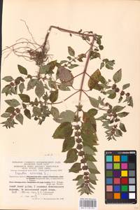 MHA 0 158 061, Mentha arvensis L., Eastern Europe, Central region (E4) (Russia)