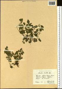 Erythranthe tenella (Bunge) G. L. Nesom, Siberia, Russian Far East (S6) (Russia)