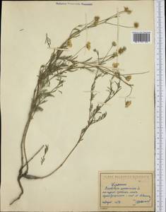 Lomelosia argentea (L.) Greuter & Burdet, Western Europe (EUR) (Bulgaria)