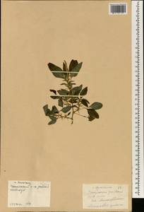 Amaranthus spinosus L., South Asia, South Asia (Asia outside ex-Soviet states and Mongolia) (ASIA) (China)