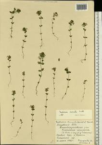 Euphrasia ×vernalis List, Eastern Europe, Middle Volga region (E8) (Russia)