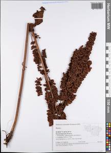 Rumex, Eastern Europe, Central region (E4) (Russia)