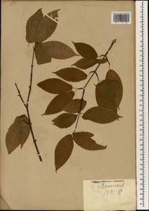 Quercus, South Asia, South Asia (Asia outside ex-Soviet states and Mongolia) (ASIA) (Japan)