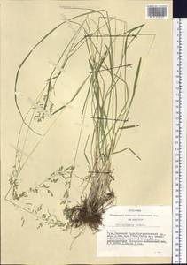 Poa sibirica Roshev., Siberia, Altai & Sayany Mountains (S2) (Russia)