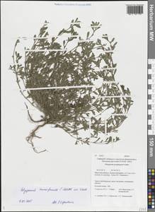 Polygonum humifusum Mert. ex K.Koch, Siberia, Baikal & Transbaikal region (S4) (Russia)