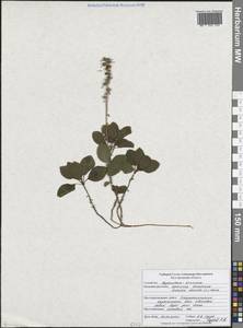 Orthilia secunda (L.) House, Eastern Europe, Central forest-and-steppe region (E6) (Russia)