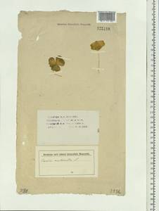 Oxalis acetosella L., Siberia (no precise locality) (S0) (Russia)