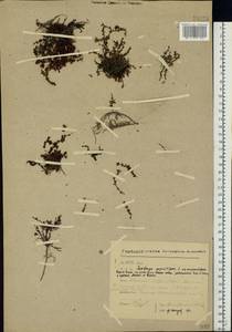 Saxifraga oppositifolia, Eastern Europe, Northern region (E1) (Russia)