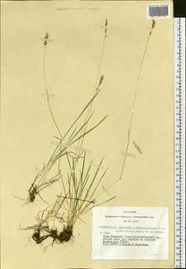 Anthoxanthum nipponicum Honda, Siberia, Altai & Sayany Mountains (S2) (Russia)