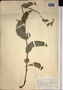 Bupleurum aureum Fisch., Siberia, Western (Kazakhstan) Altai Mountains (S2a) (Kazakhstan)