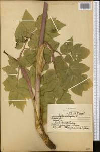 Angelica archangelica L., Eastern Europe, Central forest-and-steppe region (E6) (Russia)
