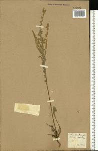 Artemisia austriaca Jacq., Eastern Europe, North Ukrainian region (E11) (Ukraine)