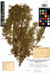 Juniperus communis L., Siberia, Baikal & Transbaikal region (S4) (Russia)