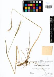 Elymus gmelinii (Trin.) Tzvelev, Siberia, Baikal & Transbaikal region (S4) (Russia)