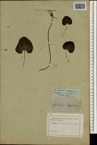 Cyclamen persicum Mill., South Asia, South Asia (Asia outside ex-Soviet states and Mongolia) (ASIA) (Not classified)