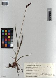 KUZ 003 198, Carex orbicularis Boott, Siberia, Altai & Sayany Mountains (S2) (Russia)