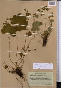 Alchemilla retropilosa Juz., Middle Asia, Western Tian Shan & Karatau (M3) (Kyrgyzstan)