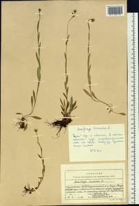 Saxifraga hirculus L., Siberia, Baikal & Transbaikal region (S4) (Russia)