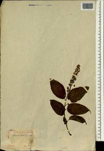 Prunus ssiori F. Schmidt, South Asia, South Asia (Asia outside ex-Soviet states and Mongolia) (ASIA) (Japan)