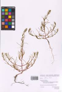 Salsola collina Pall., Eastern Europe, Central region (E4) (Russia)