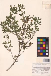 Chamaecytisus ruthenicus (Fisch. ex Woł.) Klásk., Eastern Europe, Central region (E4) (Russia)