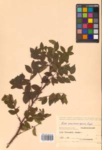 Rosa maximowicziana Regel, Siberia, Russian Far East (S6) (Russia)