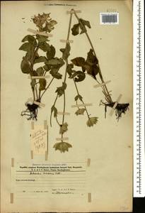 Astrantia maxima Pall., Caucasus, Azerbaijan (K6) (Azerbaijan)