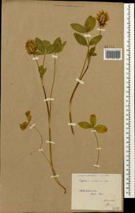 Trifolium ambiguum M.Bieb., Caucasus, Stavropol Krai, Karachay-Cherkessia & Kabardino-Balkaria (K1b) (Russia)