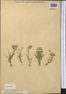 Eremopyrum orientale (L.) Jaub. & Spach, Middle Asia, Muyunkumy, Balkhash & Betpak-Dala (M9) (Kazakhstan)