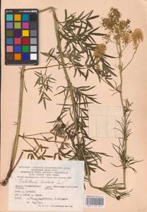 Thalictrum lucidum L., Eastern Europe, North Ukrainian region (E11) (Ukraine)