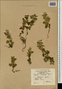 Lamium tomentosum Willd., Caucasus, South Ossetia (K4b) (South Ossetia)