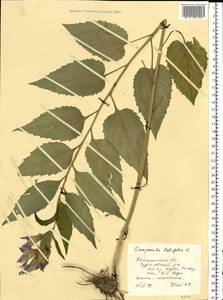 Campanula latifolia L., Eastern Europe, Central forest region (E5) (Russia)