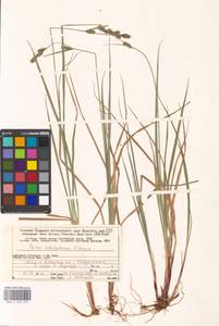 Carex adelostoma V.I.Krecz., Eastern Europe, Northern region (E1) (Russia)