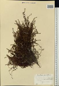 Saxifraga oppositifolia L., Eastern Europe, Northern region (E1) (Russia)