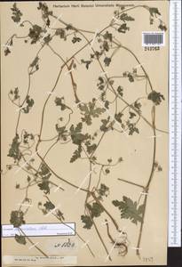 Geranium divaricatum Ehrh., Middle Asia, Dzungarian Alatau & Tarbagatai (M5) (Kazakhstan)