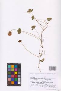 Trifolium repens L., Eastern Europe, Eastern region (E10) (Russia)