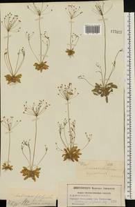 Androsace filiformis Retz., Eastern Europe, Moscow region (E4a) (Russia)