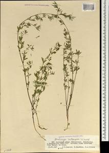 Medicago ruthenica (L.)Ledeb., Mongolia (MONG) (Mongolia)