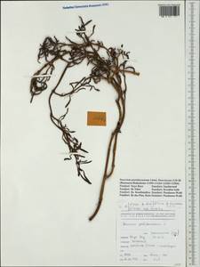 Sesuvium portulacastrum (L.) L., Australia & Oceania (AUSTR) (New Caledonia)