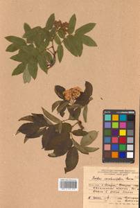 Sorbus sambucifolia (Cham. & Schltdl.) M. Roem., Siberia, Russian Far East (S6) (Russia)