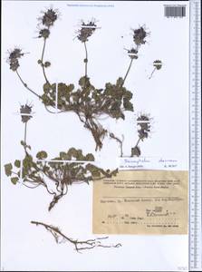 Dracocephalum stamineum Kar. & Kir., Middle Asia, Western Tian Shan & Karatau (M3) (Kyrgyzstan)