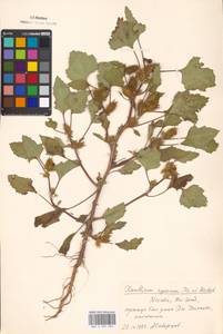 Xanthium orientale var. albinum (Widd.) Adema & M. T. Jansen, Eastern Europe, Moscow region (E4a) (Russia)
