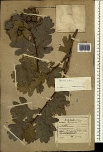 Quercus robur L., Caucasus, Dagestan (K2) (Russia)