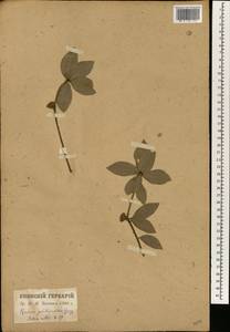 Quercus phillyreoides A.Gray, South Asia, South Asia (Asia outside ex-Soviet states and Mongolia) (ASIA) (Japan)